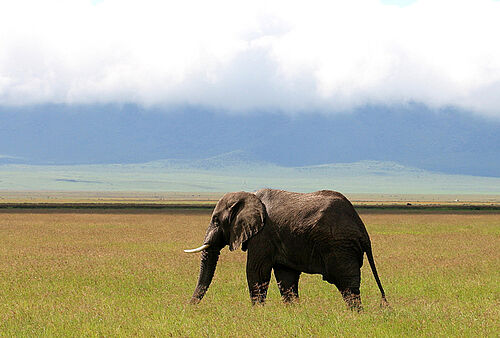 Ngorongoro crater