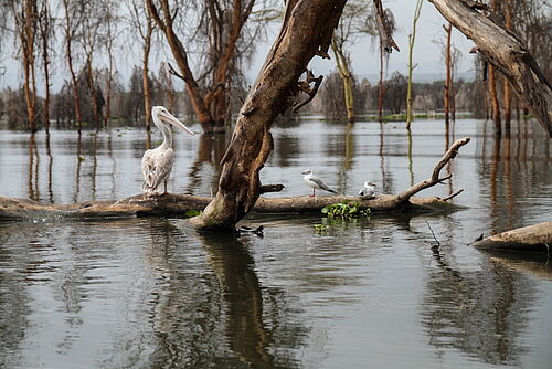 Sweetwater - Lake Naivasha