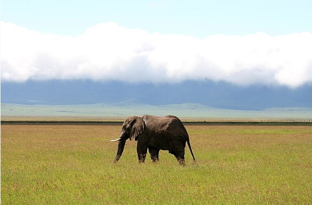 Sweetwater - Lake Naivasha