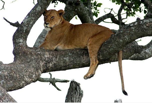 Arusha - Lake Manyara