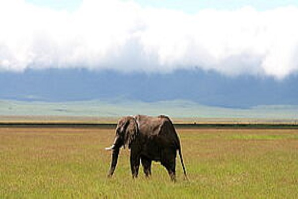 Safari Africa / Tansania 