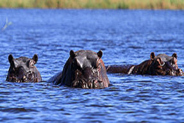 Safari Africa /South Africa