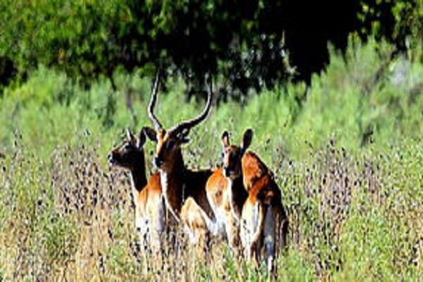 Safari Africa / Botswana