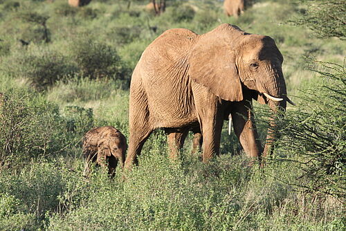 Family Safari