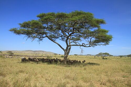 big-five-tansania-safari