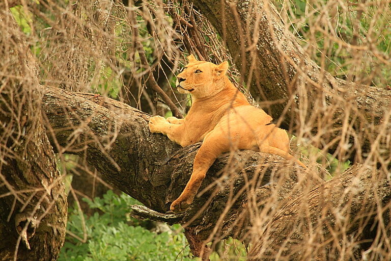 Tree Climbing Lions