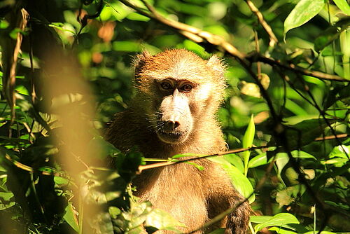 Kibale National Park