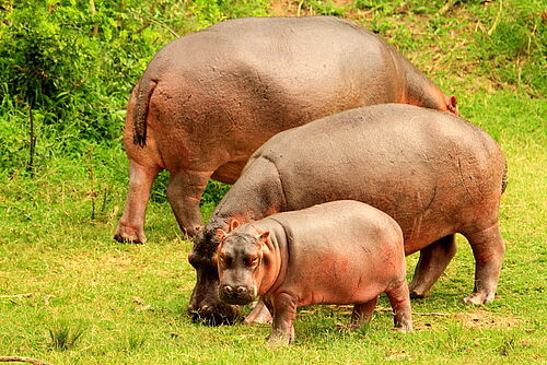 Queen Elizabeth Nationalpark