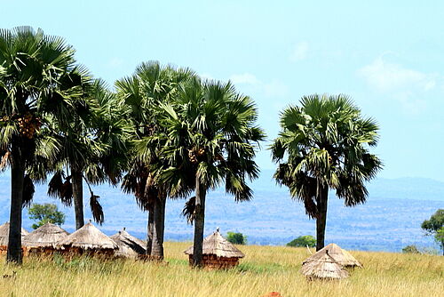 Africa-uganda-Safari