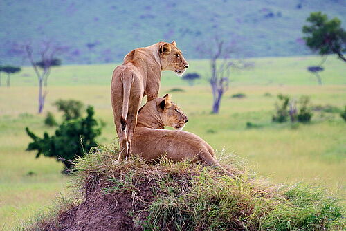  Masai National Reserve Vacation - Habibi World Travel & Tour Afica