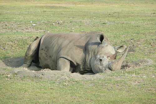  Kilimanjaro Safari Vacation - Habibi World Travel & Tour Africa