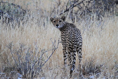 Tsavo West Coast