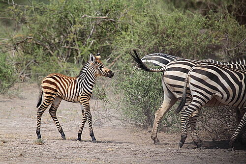  Masai National Reserve Vacation - Habibi World Travel & Tour Afica