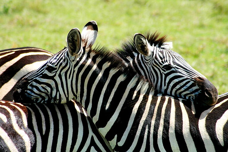 Lake Nakuru-Amboseli