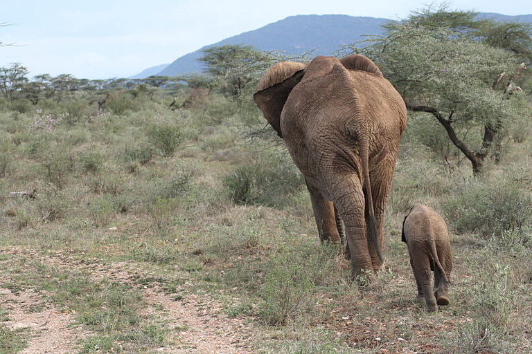  Masai National Reserve Vacation - Habibi World Travel & Tour Afica