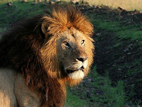 Amboseli National Park