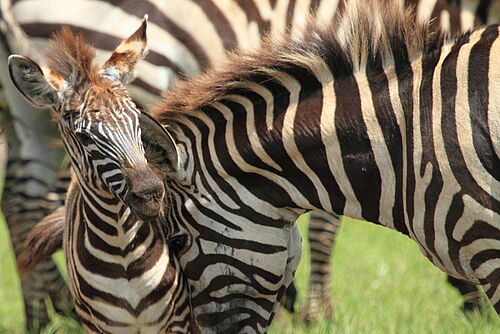  Masai National Reserve Vacation - Habibi World Travel & Tour Africa