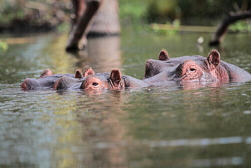  Kilimanjaro Safari Vacation - Habibi World Travel & Tour Afica