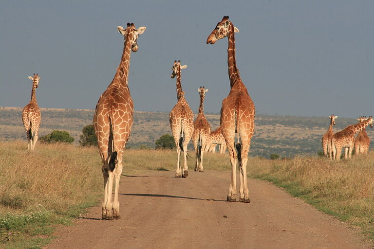 Family Safari