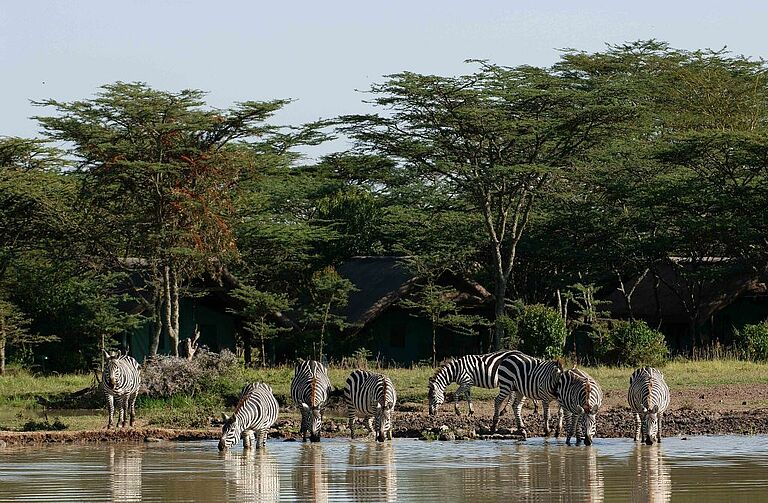 Family Safari