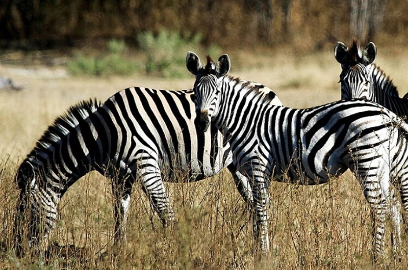 Africa-Botswana-Safari