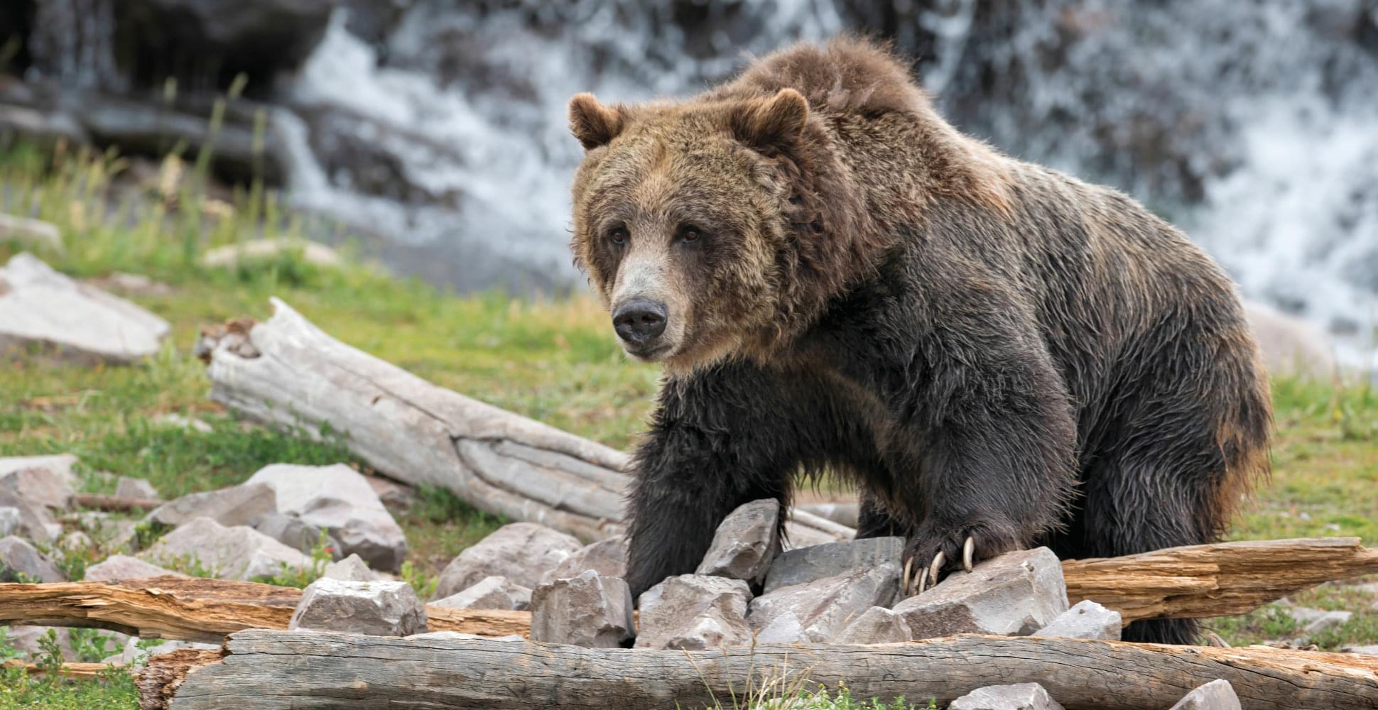  YELLOWSTONE AND GRAND TETON - Habibi World Travel & Tour America