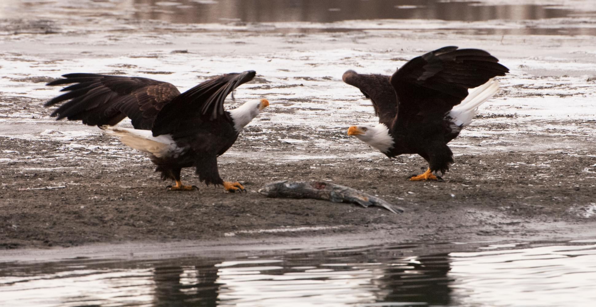  GLACIER BAY AND THE INSIDE PASSAGE Vacation - Habibi World Travel & Tour ALASKA