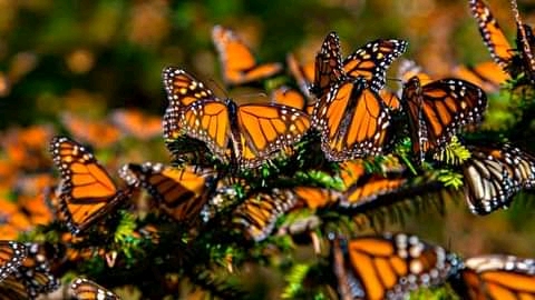 Mexico Travel-Monarch-Butterflies https://habibi-world-travel-agency.com/ - Habibi World Travel