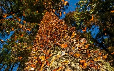 Mexico Travel-Monarch-Butterflies https://habibi-world-travel-agency.com/ - Habibi World Travel