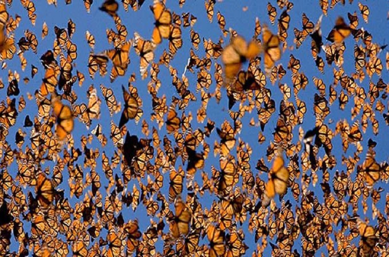 Monarch Butterflies