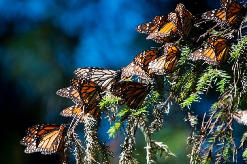 Monarch Butterflies