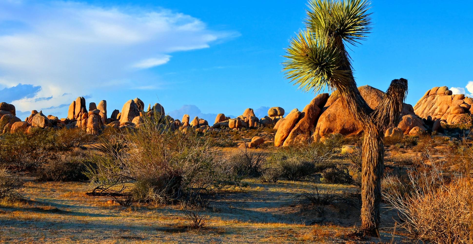  Joshua Tree and Death Trip USA - Habibi World Travel & Tour America