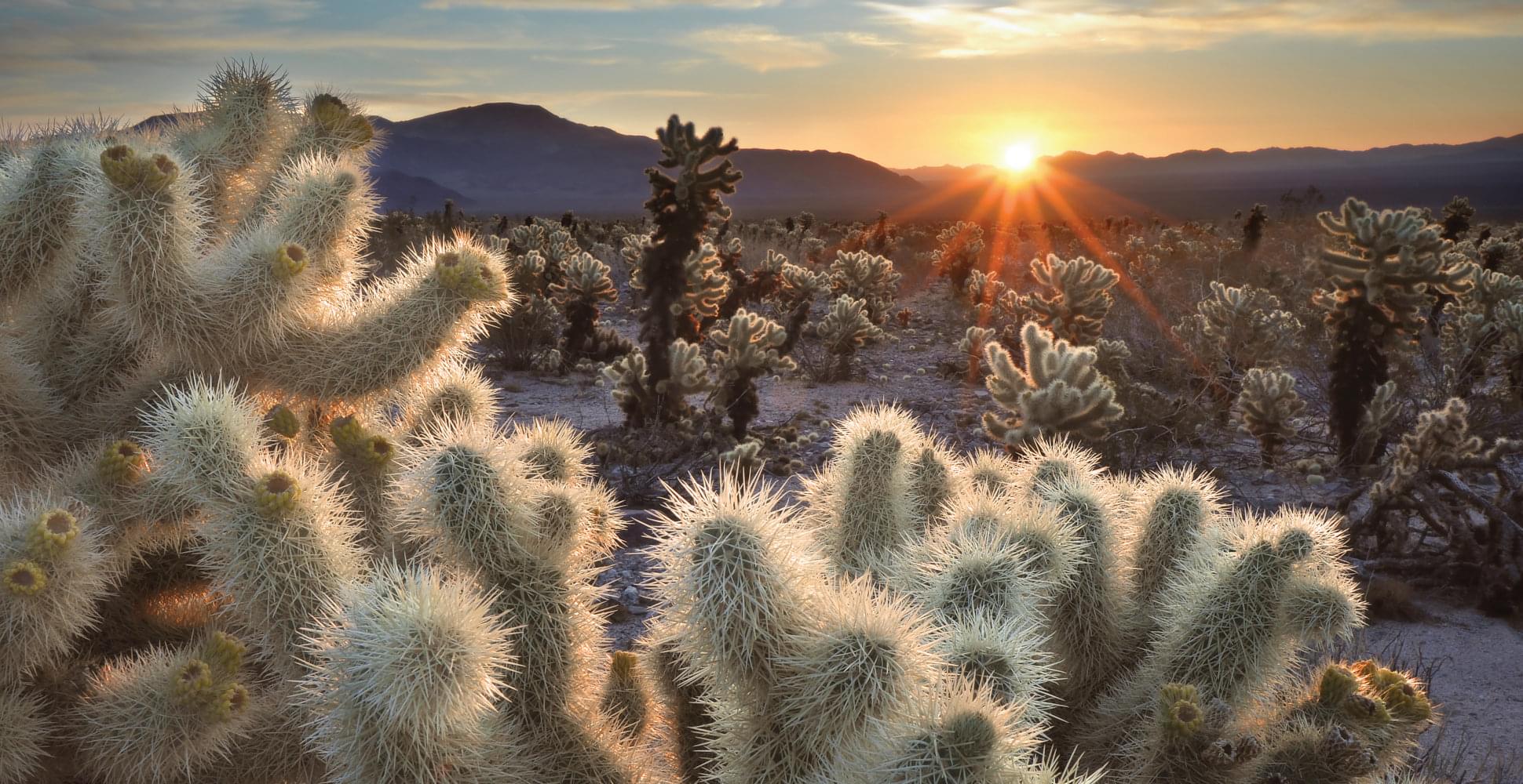  Joshua Tree and Death Trip USA - Habibi World Travel & Tour America