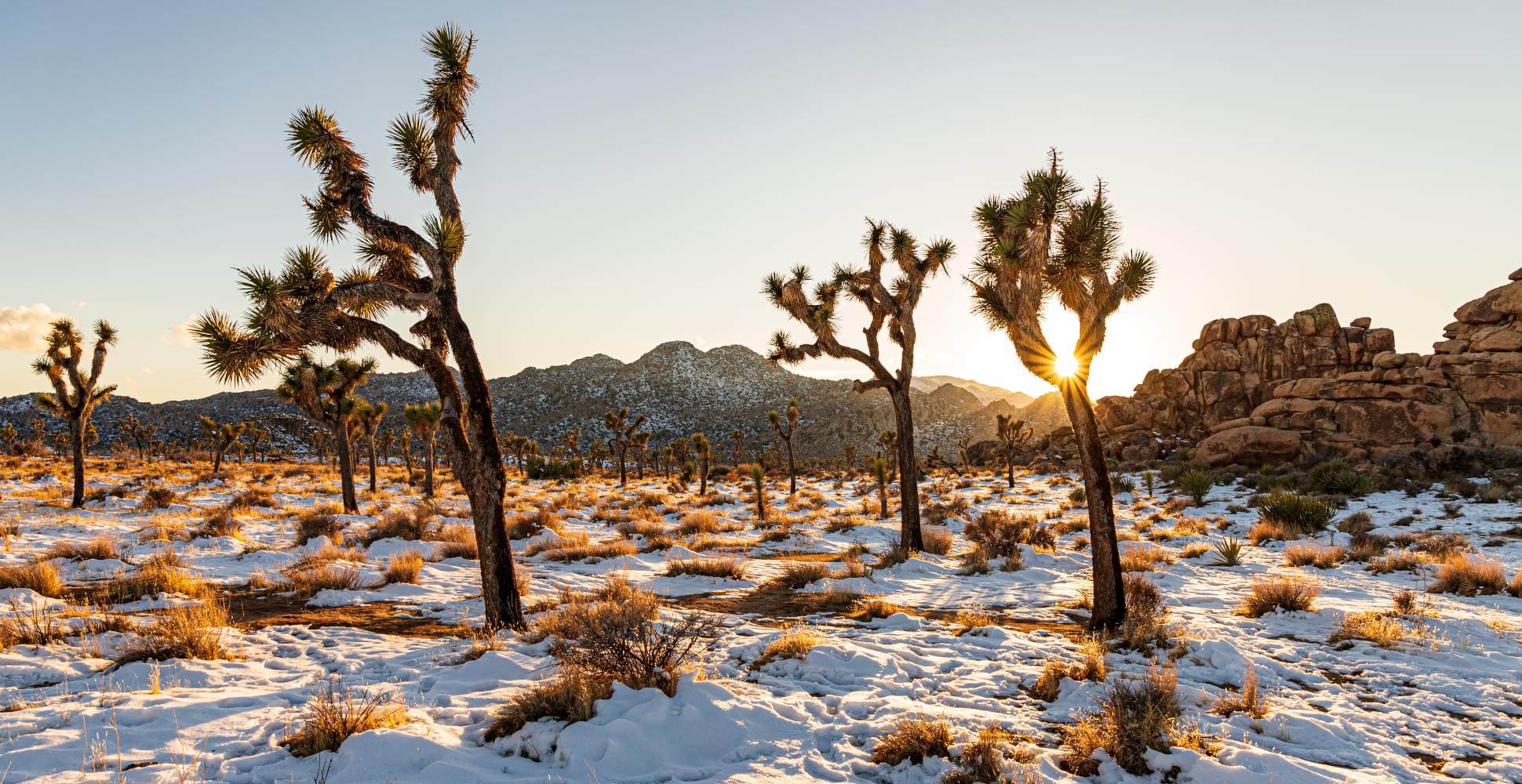  Joshua-tree Trip USA - Habibi World Travel & Tour America