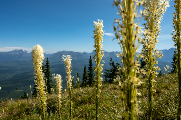 Yellowstone and Grand Teton