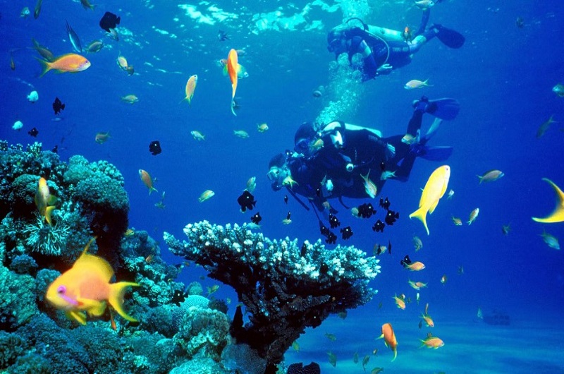 Scuba Diving In Dubai / Habibi World Travel & Tour