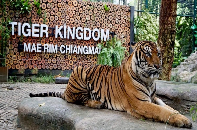 Chang Mai TIGER KINGDOM - Habibi World Travel and Tour- 01