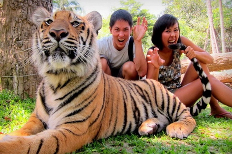 Chang Mai TIGER KINGDOM - Habibi World Travel and Tour - 04