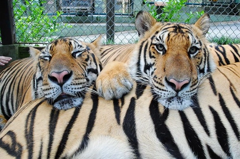 Chang Mai TIGER KINGDOM - Habibi World Travel and Tour - 06