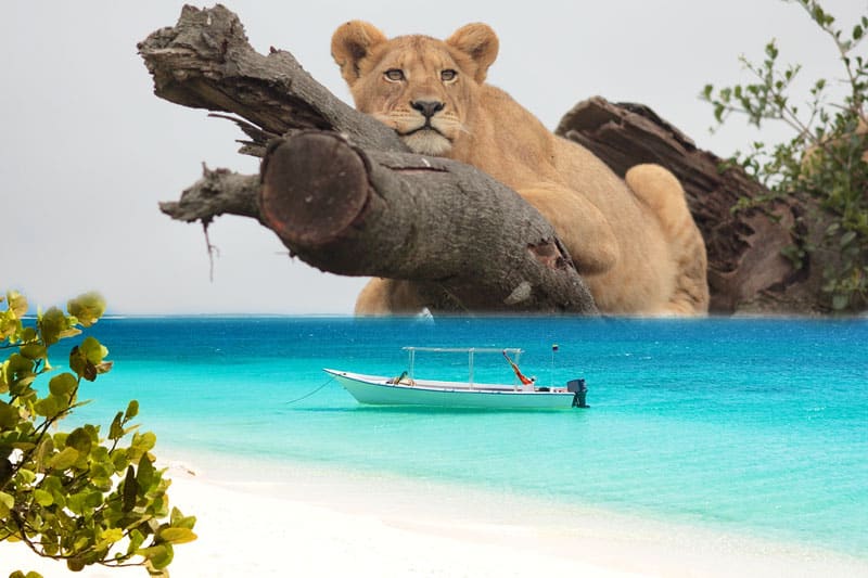 Global Travel Destinations Tanzania Safari and Zanzibar