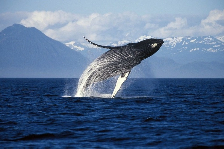 Habibi World Travel and Tour Glacier Bay Area in der Inside Passage-Region Alaskas