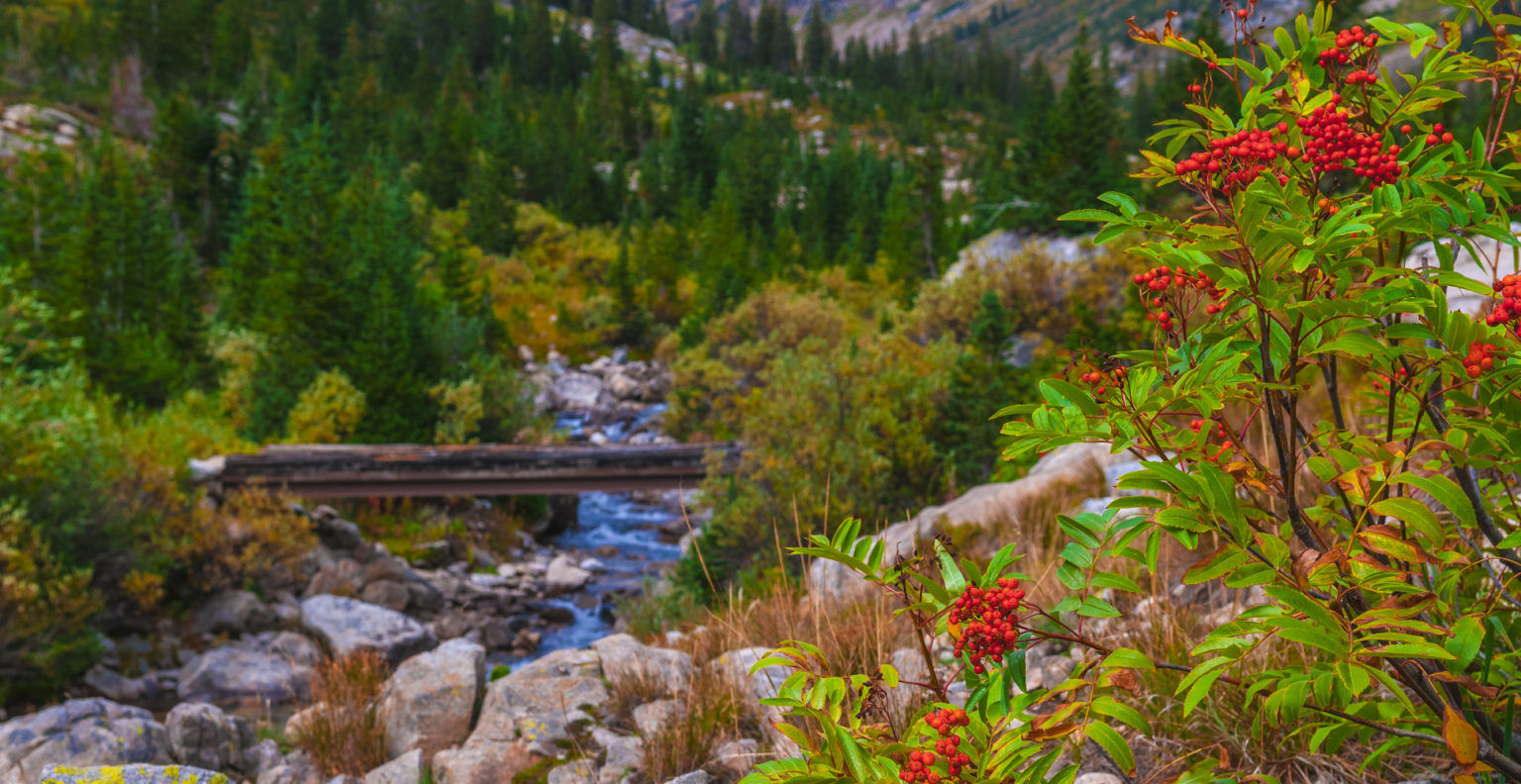 Yellowstone And Grand Teton National Parks