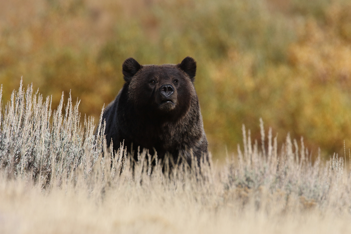 Yellowstone