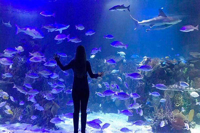 inbursa-aquarium-mexico -  Incredible journey - https://habibi-world-travel-agency.com/