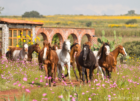  Rancho Las Cascadas wrangler - Habibi World Travel & Tour America