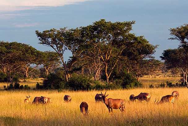 KIBALE NATIONAL PARK