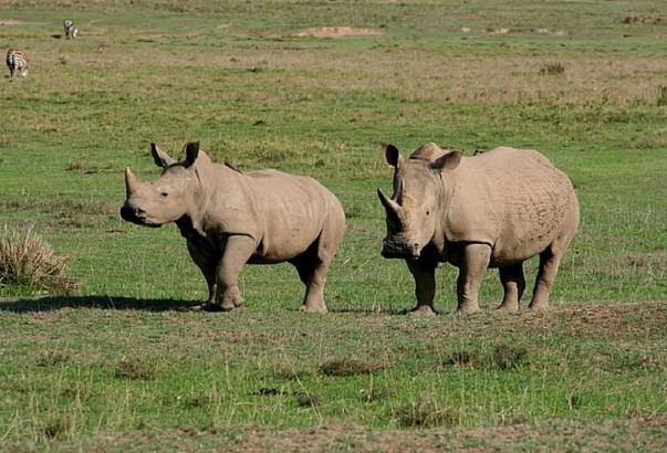 Africa-uganda-Safari